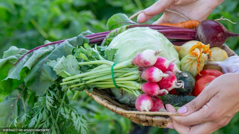 Queere Vielfalt im Gemüsegarten – was wir von Tomaten, Karotten & Co. über Diversität lernen können